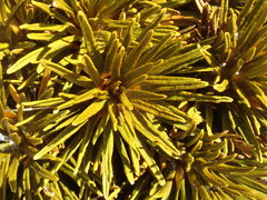 Aciphylla dobsonii