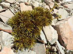 Aciphylla dobsonii