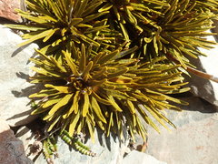 Aciphylla dobsonii