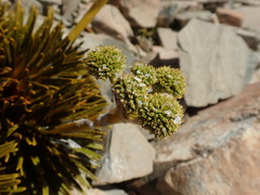 Aciphylla dobsonii