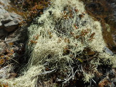 Usnea contexta