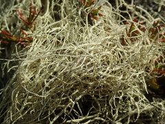 Usnea contexta