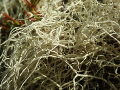 Usnea contexta