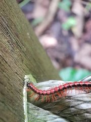 Helicorthomorpha
