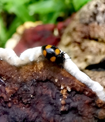 Aulacocheilus doriae