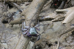Metopograpsus frontalis