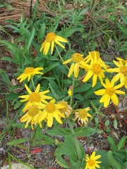 Arnica acaulis
