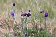 Pulsatilla vulgaris