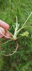 Geranium molle