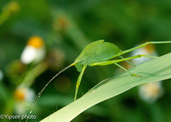 Holochlora nigrotympana