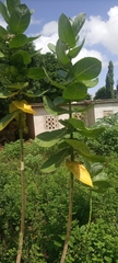 Calotropis procera image