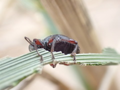 Otiorhynchus atroapterus