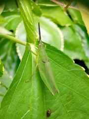 Tagasta marginella