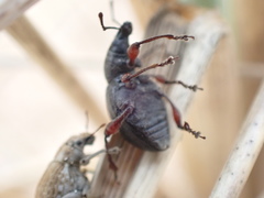 Otiorhynchus atroapterus