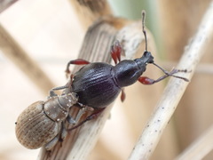 Otiorhynchus atroapterus