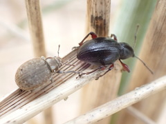 Otiorhynchus atroapterus