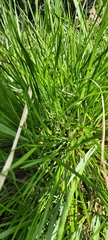 Deschampsia