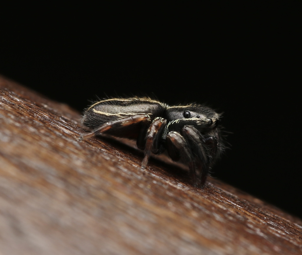 Chalcovietnamicus vietnamensis from Tanglin, Singapore on October 18