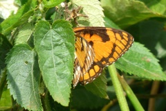 Byblia anvatara acheloia