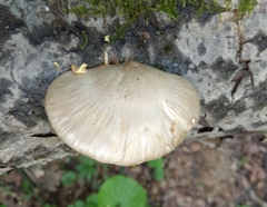 Pleurotus calyptratus