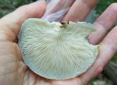 Pleurotus calyptratus