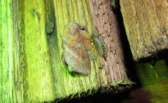 Phyllodesma japonica