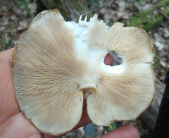 Pleurotus calyptratus