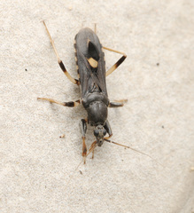 Ectomocoris atrox