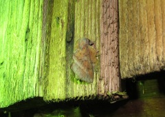 Phyllodesma japonica