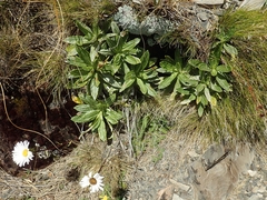 Celmisia densiflora