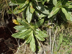 Celmisia densiflora