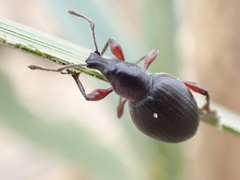 Otiorhynchus atroapterus