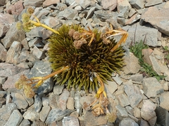 Aciphylla dobsonii