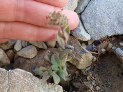 Myosotis traversii cantabrica