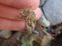 Myosotis traversii cantabrica