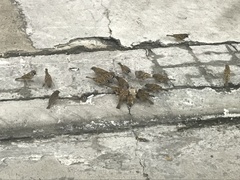 Passer montanus