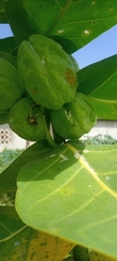 Calotropis procera image