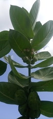 Calotropis procera image