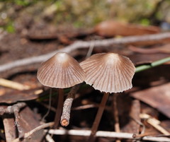 Mycena albidofusca