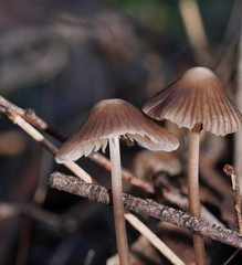 Mycena albidofusca