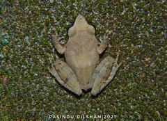 Gannoruwa Shrub Frog photo 2