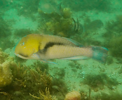 Choerodon cephalotes