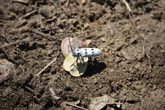 Rhaphidopsis melaleuca