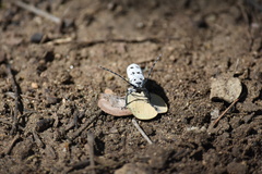 Rhaphidopsis melaleuca