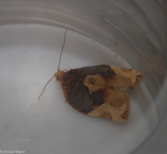 Argyrotaenia sphaleropa