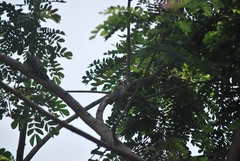 Yungipicus maculatus