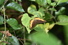 Eurytela dryope