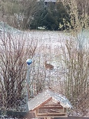 Lepus europaeus