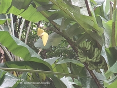 Musa acuminata flava
