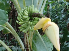 Musa acuminata flava